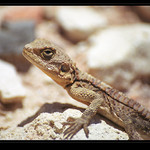 <b>..: M I M I K R Y :..</b>