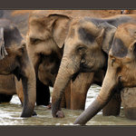 SKUPINOVÉ NASÁVÁNÍ ...