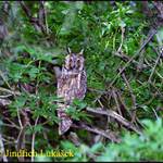 Sýkorka na třešni...