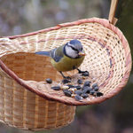 Světem ptáků I. - Sýkora modřinka