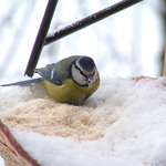 Světem ptáků II. - Sýkora modřinka