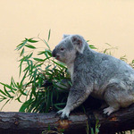 Sedí na konári a je mu dobre