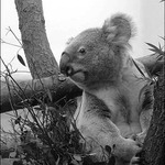 Sedí na konári a je mu dobre II.