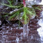 jak krásný může být břečťan i v zimě...