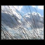 <b>:.CUMULUS HUMILIS.: