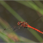 Red Baron