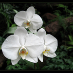 <b> Phalaenopsis </b>