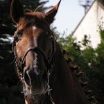 Kůň 2003 podruhé :o)