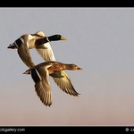 Start do nového roku  :-)