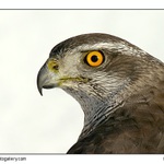 Taky Vám chodí na krmítko ?  ;-)