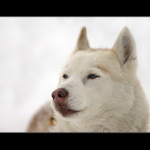 <b>Siberian Husky</b>