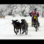 <b>Komárka 2004</b>