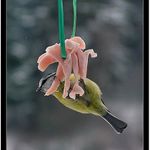 To je delikatesa! (Sykorka #1)