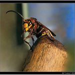 Co cumis? Ty sis nikdy nelestil/a tykadlo? (Sršáň Toníček III)