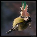 At jsme tlusty na tři prsty! (Sykorka #2)