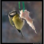 Akrobacie :-) (Sykorka #3)