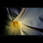 :: flower ::