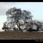 Nazí v mrazivém podvečeru