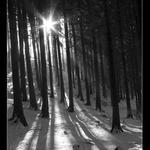 v lese