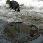 kote zkoumajici kanal