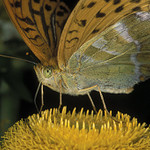 Motýlek na rozloučenou :)