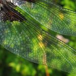 Mozaika depressa