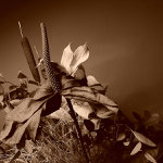 Jesenné kvetinové zátišie 2