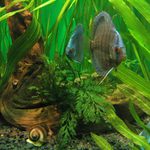 Život v akváriu II