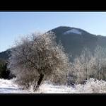 pani zima