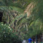 Všude samý palmy ... :)