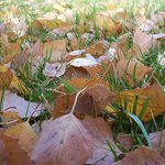 trochu podzimního listí...