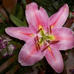 květina v zimě potěší...