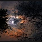 Ohřejem si větvičky II