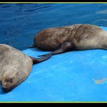 Vlezte nam na zada ...