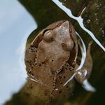 Ropucha
