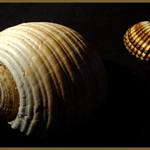 Mušle
