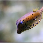 ... ryba, tzv. kufroidní ...