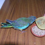 Rarášek už lítám!