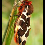 Přástevník medvědí