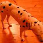 dogstyle