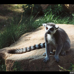 Lemur