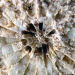 Fossilized Sea Creature