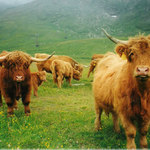 Jak se mají krávy v Alpách