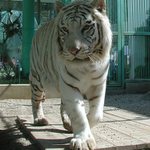 Naštěstí za sklem.