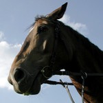 Starosti nechte koňovi ...