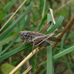 saranče na posedu :o)