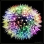 Silvestrovska pampeliska