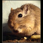 <I>krmení dravé zvěře ;)</I>