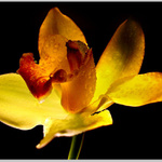 <B>..: The Fire Flower :..</B><br>