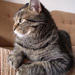 <B>... Domáci leňoch ... </B><br>